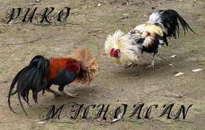 PURO MICHOACAN Image