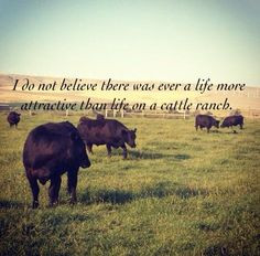 ... cattle ranching quotes, cattle quotes, cattl ranch, hereford cattle