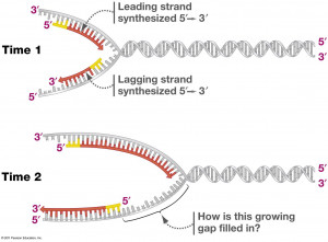 DNA Replication Leading and Lagging Strands