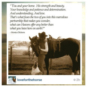 funny horse barn ashorse sayings sayings horse quotes idim looking