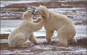 inspirational-quotes-and-sayings-polar-bears-playing.jpg