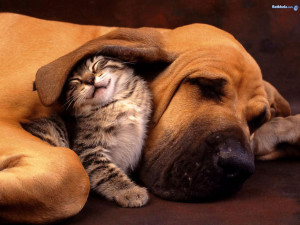 Kitten and Dog Sleeping Together Desktop Wallpaper