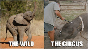 Animal Quotes, Animal Rights & Religions's photo: FACT: Elephants do ...