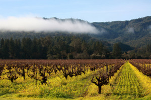 quotes lists related to napa valley vineyards and check another quotes ...