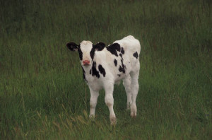 Farm Bill this week, and animal rights groups are saying an amendment ...