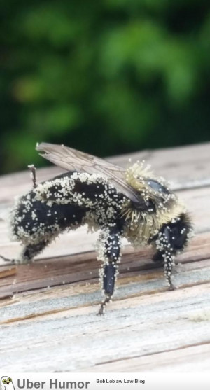 found a bee covered in pollen outside on my porch and it posed for a ...
