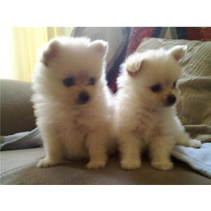 Super Cute Fluffy Puppies