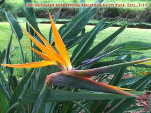 He has made everything beautiful in its time. He has also set eternity ...