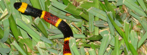 Coral Snake Net The Snakes Are A Large Group Of Elapid