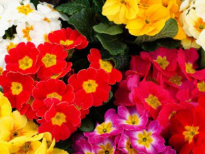 Inspiring Quotes About Spring Flowers