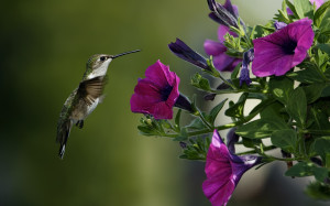 Colibri Flower Wallpapers Pictures Photos Images