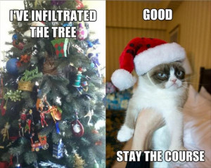 ... christmas animal pics christmas cat funny cats funny christmas cats