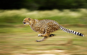 Running Fast Cheetah Cheetah running on savanna