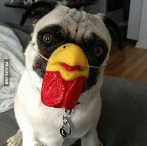 Funny Pug Chicken Toy