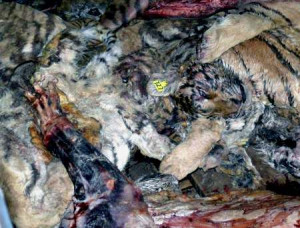 tiger bodies at a tiger farm