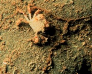 ... small dead crab lies in hypoxic sediments off the coast of Louisiana