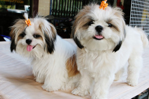 Funny Shih Tzu Puppies New Photos 2012