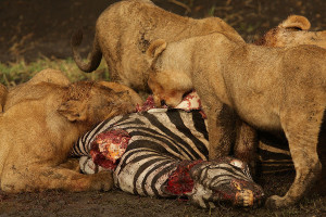 young lions eating zebra lions eating zebra lions eating zebra