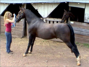 Discuss Gaited Horses at the Horse Chat forum - Horse Forums.
