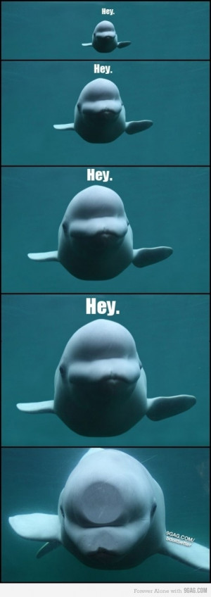 Funny Beluga Whale Hey Picture