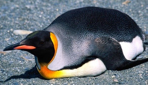 King penguin on belly via A Bird's Eye View at www.Facebook.com ...