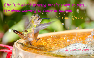 Powerful Music Quotes: Rufous Hummingbird Dancing In Rain