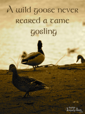 wild Goose never reared a tame Gosling”