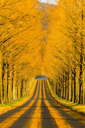 Through the golden road - Shiga Autumn - Biwako - Japan - Metasequoia ...