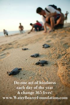 ... quotes. Love the beach quotes. ocean quotes. sea turtles tortugas