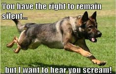 Police - Amazing police dog!!! More