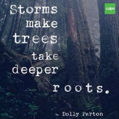 ... cuipo #wordstoliveby #trees #storms #roots #survive #persevere #quote