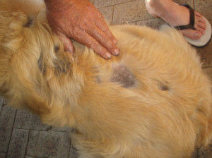 golden retriever skin problems