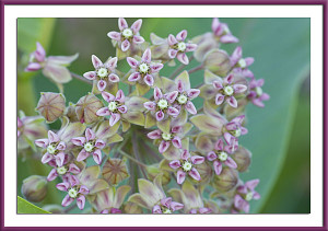 Milkweed By Jerry Spinelli. Publication spinelli takes us to Lot more ...