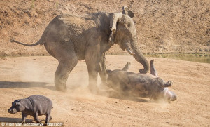 Take that: An elephant bull charges a female hippopotamus as her calf ...