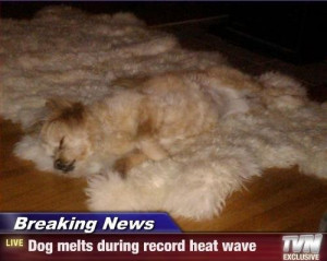 Dog melts during record heat wave