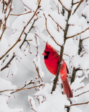 Was Cam's favorite bird & red,his favorite color.Would love to see ...