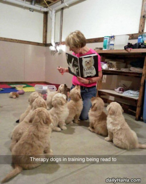 therapy dogs being trained therapy dogs being read to awesome little ...
