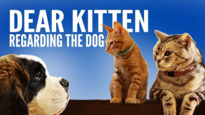 dear-kitten-regarding-the-dog-640x360.jpg