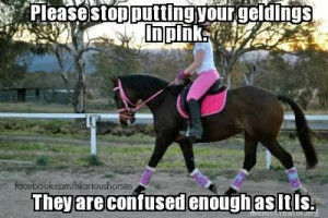 From Hilariously Offensive Horse Memes on Facebook
