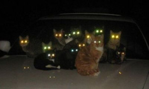 Glowing cat's eyes, haha!