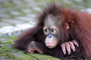 These Baby Orangutans Have Just Lost Their Mother… Their Habitat Is ...
