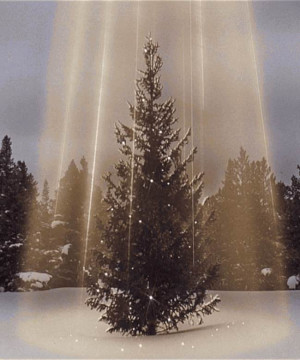 Posts related to griswold christmas tree quotes