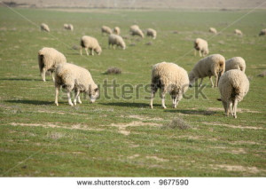 Sheep do what Sheep do best on a farm - stock photo