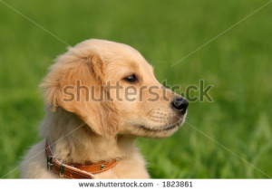 Puppies Cheryl Cole Red Hair Color Attractive Hispanic Men Picture