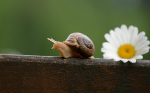 Cute Snail Wallpaper,Images,Pictures,Photos,HD Wallpapers