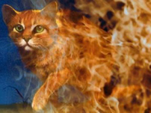 Firestar 3 - warrior-cats-forever Photo