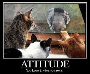 Animals with Attitude