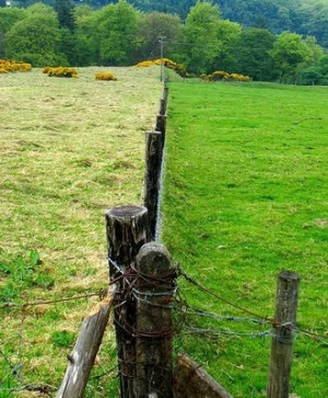 We can always find greener grass than the grass we’re standing on.