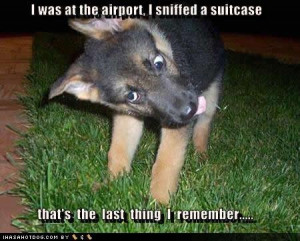 Funny Animal Photo Collection of the funniest pictures