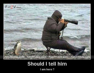 funny goodnight penguin photography goodnight funny quotes